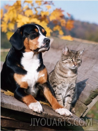 Entlebuch Mountain Dog and Domestic Cat