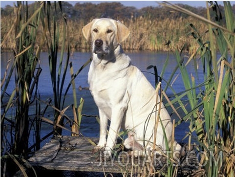 Golden Labrador Retriever Dog Portrait, Sitting by Water