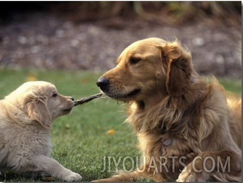 Golden Retriever Dog and Puppy