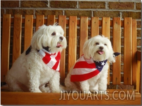 Maltese Dogs Wearing the American Flag