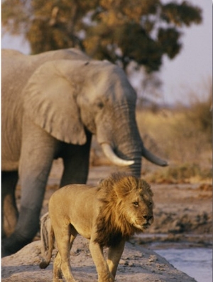 African Elephant and Lion at a Water Hole in Chobe National Park