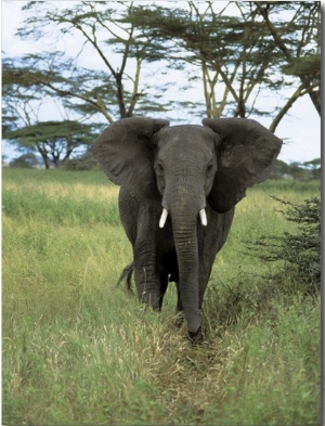African Elephant Walking in the Forest, Serengeti National Park, Tanzania (Loxodonta Africana)