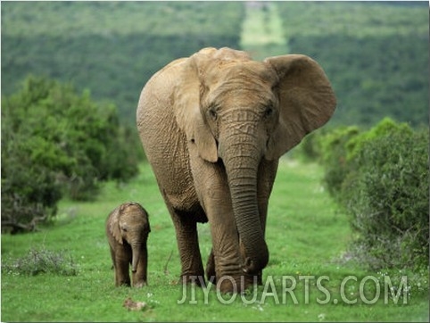 Mother and Calf, African Elephant (Loxodonta Africana), Addo National Park, South Africa, Africa