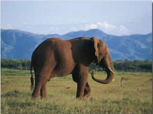 Side Profile of an African Elephant Walking in the Forest, Fothergill Island, Kariba, Zimbabwe