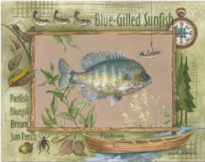 Blue Gilled Sunfish