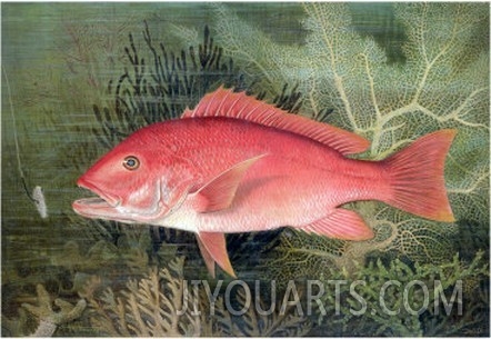 Red Snapper, from  Game Fishes of the United States,  Published 1878