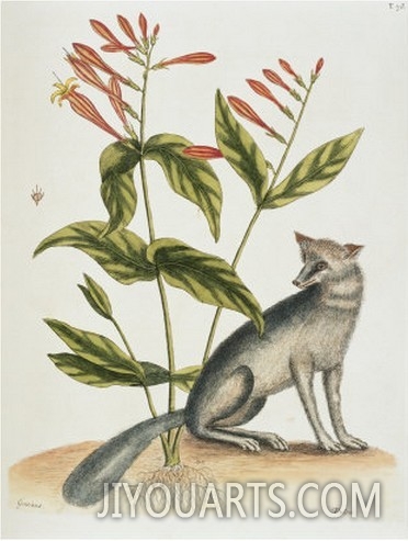 Grey Fox Natural History of Carolina, Florida and Bahamas
