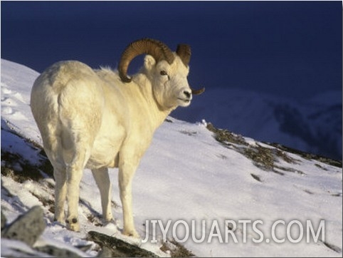 Dall Sheep Ram (Ovis Dalli) in the Alpine Environment of Denali National Park, Alaska, USA