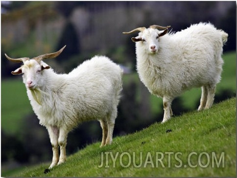 Goats, Taieri, near Dunedin, South Island, New Zealand
