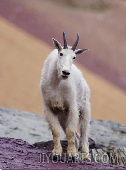Mountain Goat Adult in Summer Coat, Glacier National Park, Montana, USA