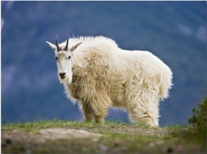 Mountain Goat, Jasper National Park, Alberta, Canada