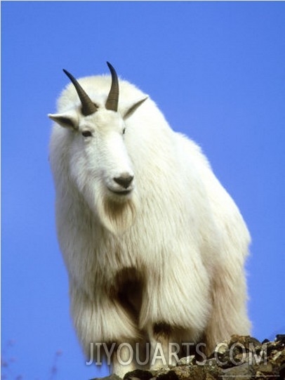 Mountain Goat, South Dakota, USA