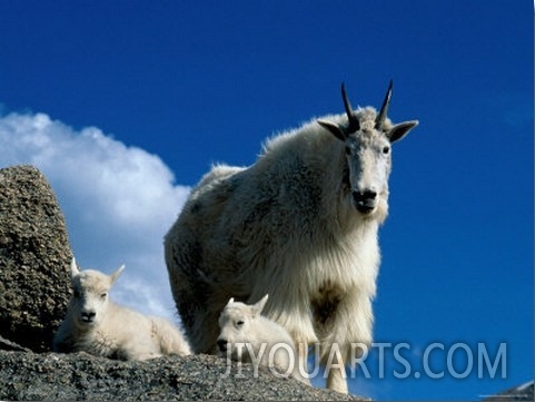 Wild Goats, Boulder