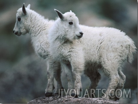 Young Mountain Goats Balance Themselves on Rough Terrain