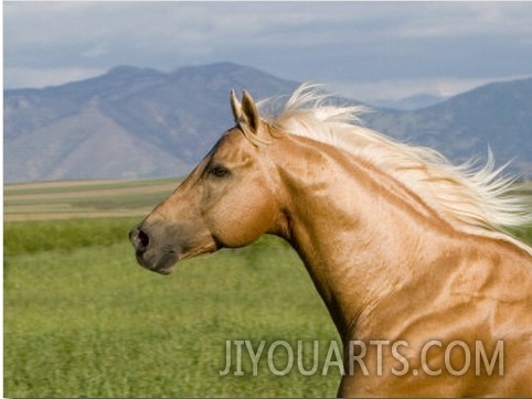Palomino Quarter Horse Stallion, Head Profile, Longmont, Colorado, USA