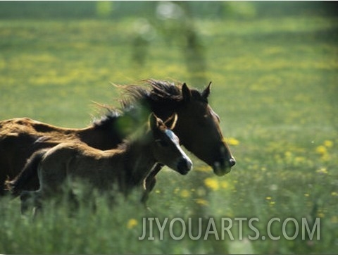 Wild Horse Mare and Colt Running in a High Mountain Plain