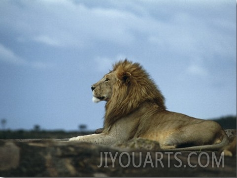 African Lion in a Field, Masai Mara National Reserve, Kenya (Panthera Leo)