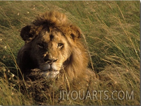 Lion in Long Grass, Masai Mara National Park, Kenya