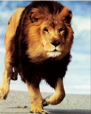 Lion Running