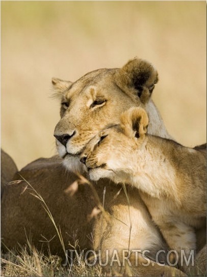 Lioness and Cub Showing Affection, Masai Mara Game Reserve, Kenya, East Africa, Africa