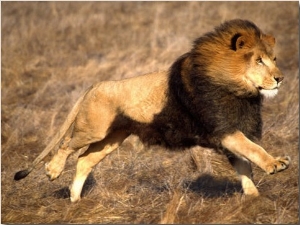 Male African Lion Running, Native to Africa