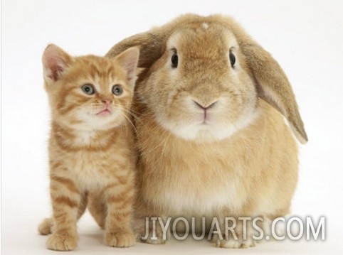 British Shorthair Red Spotted Kitten with Sandy Lop Rabbit