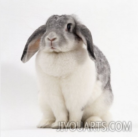 Female Silver and White French Lop Eared Rabbit