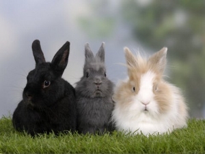 Two Dwarf Rabbits and a Lion Maned Dwarf Rabbit