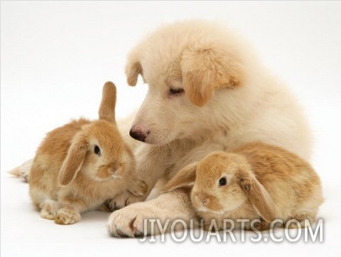 White German Shepherd Dog Puppy with Sandy Lop Baby Rabbits