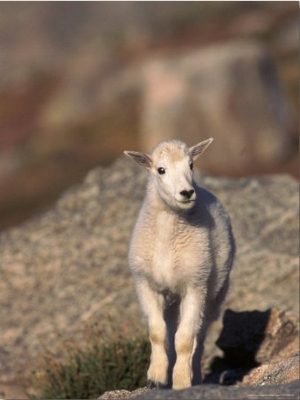 Baby Mountain Goat, Oreamos Americanus, CO