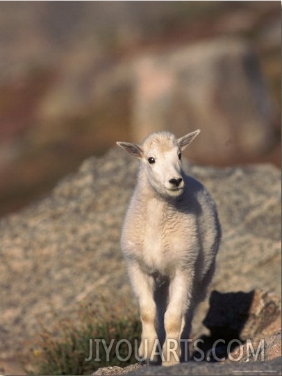Baby Mountain Goat, Oreamos Americanus, CO