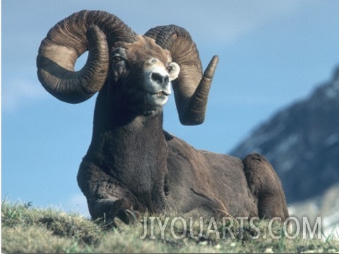 Bighorn Sheep Ram Stands on Hill