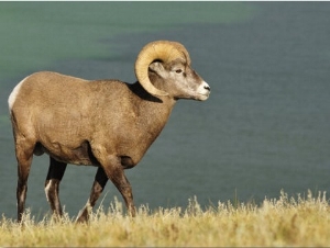 Bighorn Sheep, Jasper National Park, Alberta, Canada, North America
