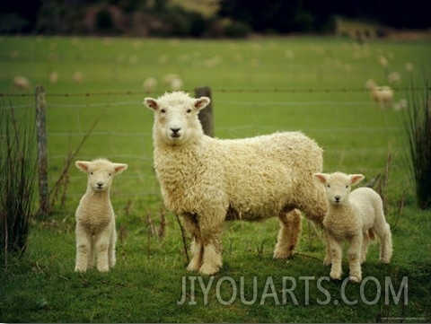 Ewe and Twin Lambs on Sheep Farm, Marlborough, South Island, New Zealand