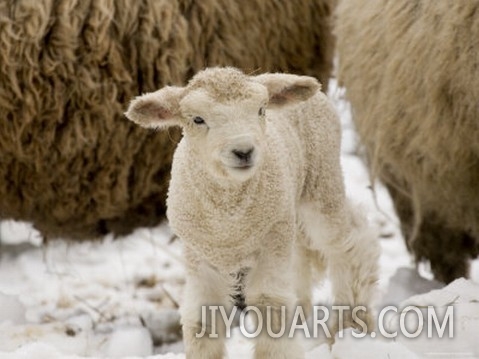 Lamb in the Snow, Massachusetts