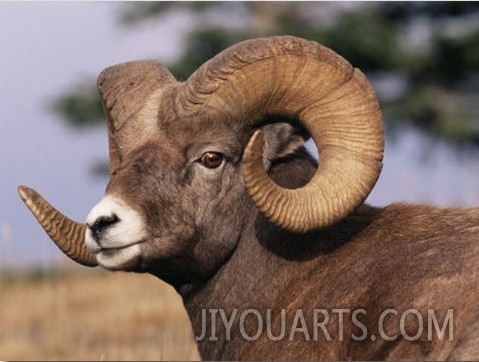 Rocky Mountain Bighorn Sheep, Ram, Jasper National Park, Alberta, USA