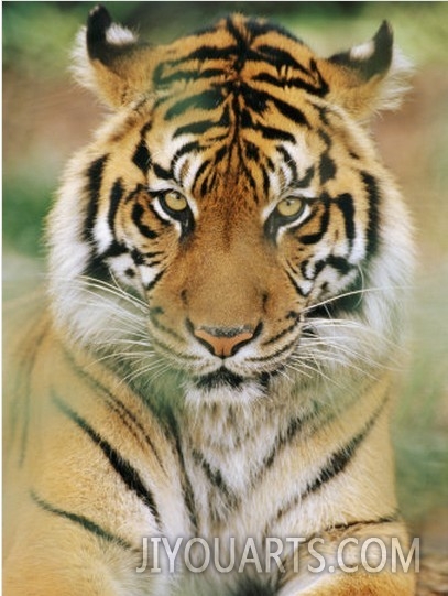 A Portrait of a Sumatran Tiger