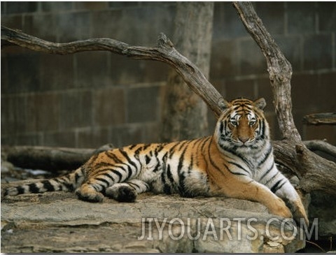 A Siberian Tiger Rests in Her Outdoor Enclosure