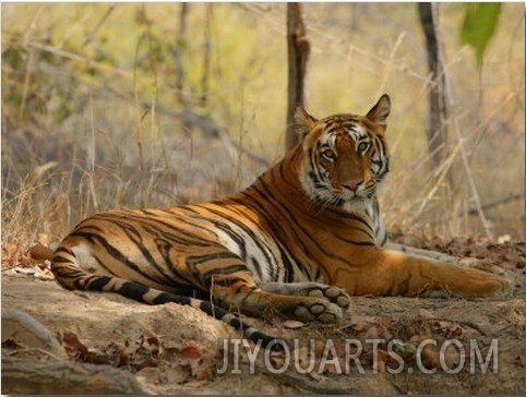 Bengal Tiger, Female Resting, Madhya Pradesh, India