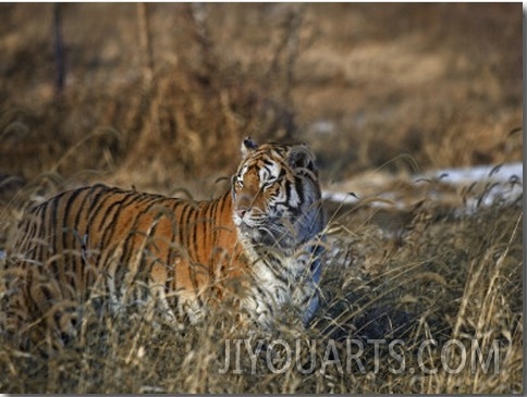 China, Heilongjiang Province, Siberian Tiger in the Grass