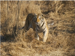 China, Heilongjiang Province, Siberian Tiger on Grass