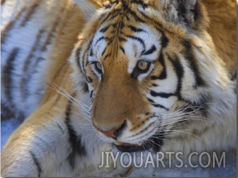 China, Heilongjiang Province, Siberian Tiger, Close Up