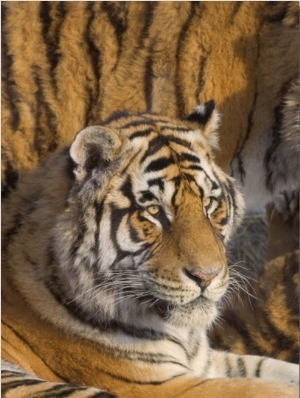 China, Heilongjiang Province, Siberian Tiger
