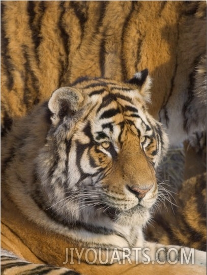 China, Heilongjiang Province, Siberian Tiger