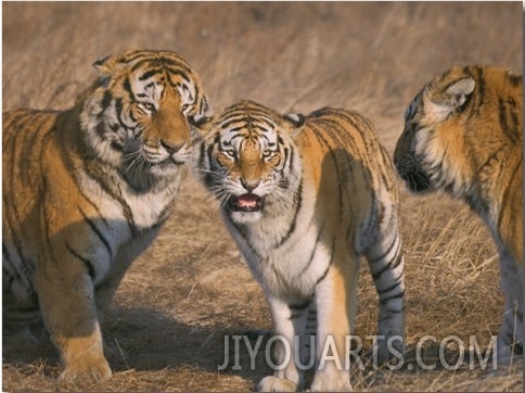 China, Heilongjiang Province, Siberian Tigers on Grass