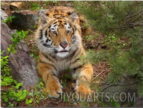 Montana, Columbia Falls, a Young Bengal Tiger Rescued by a Local Wildlife Nonprofit