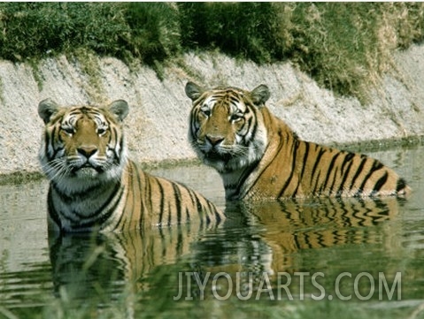 Two Tigers in the Water