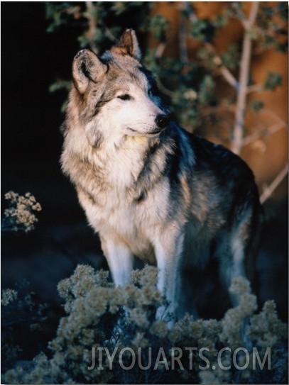 A Portrait of a Mexican Wolf