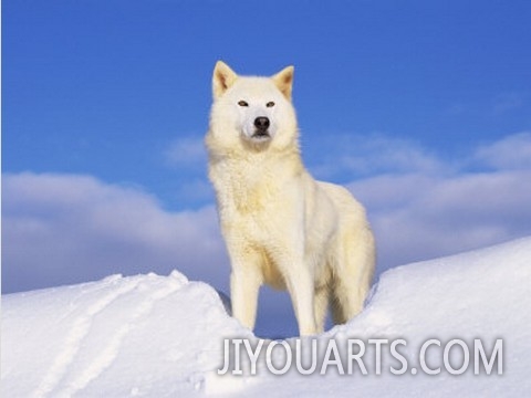 Arctic Grey Wolf in Snow, Idaho, USA