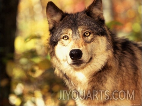 Close Up of Gray Wolf in Nature